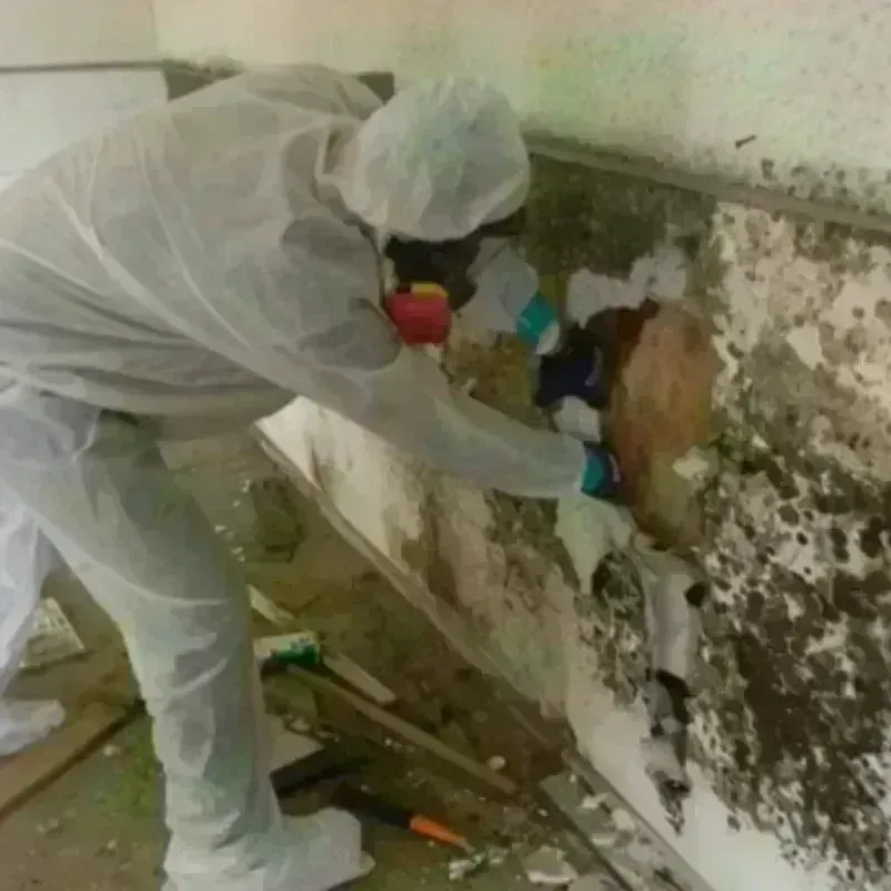 Mold Remediation and Removal in Morristown, IN